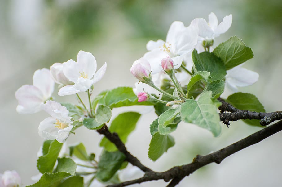spring, white flowers, may, bloom, nature, plant, macro, spring flowers HD wallpaper