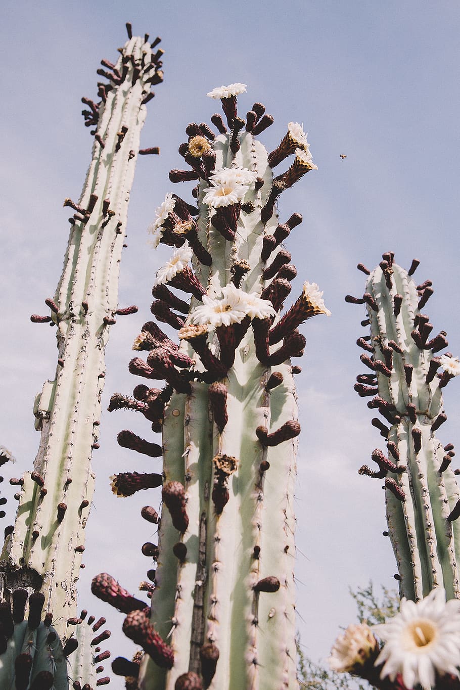 green cacti, plant, sky, growth, nature, no people, low angle view HD wallpaper