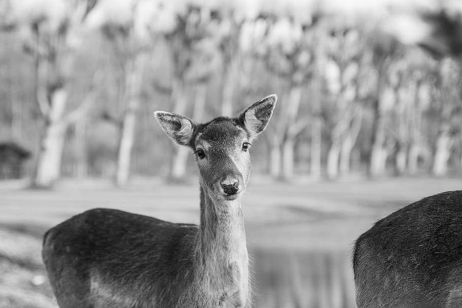 deer, fallow deer, animal, mammal, nature, forest, ree, animal world HD wallpaper