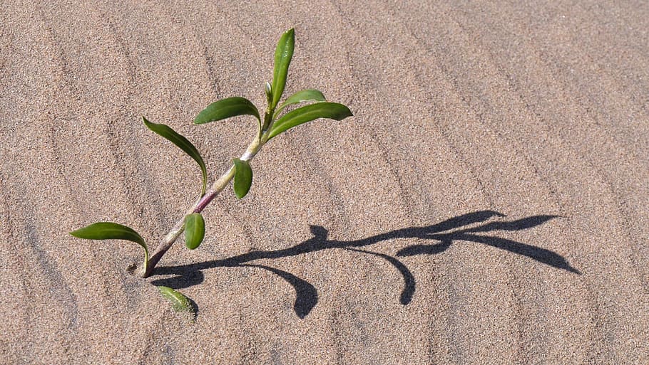 shadow, structure, sand pattern, survive, plant, nature, growth HD wallpaper