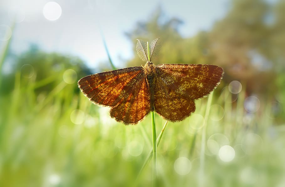 butterfly on grass, invertebrate, insect, animal, plant, leaf HD wallpaper