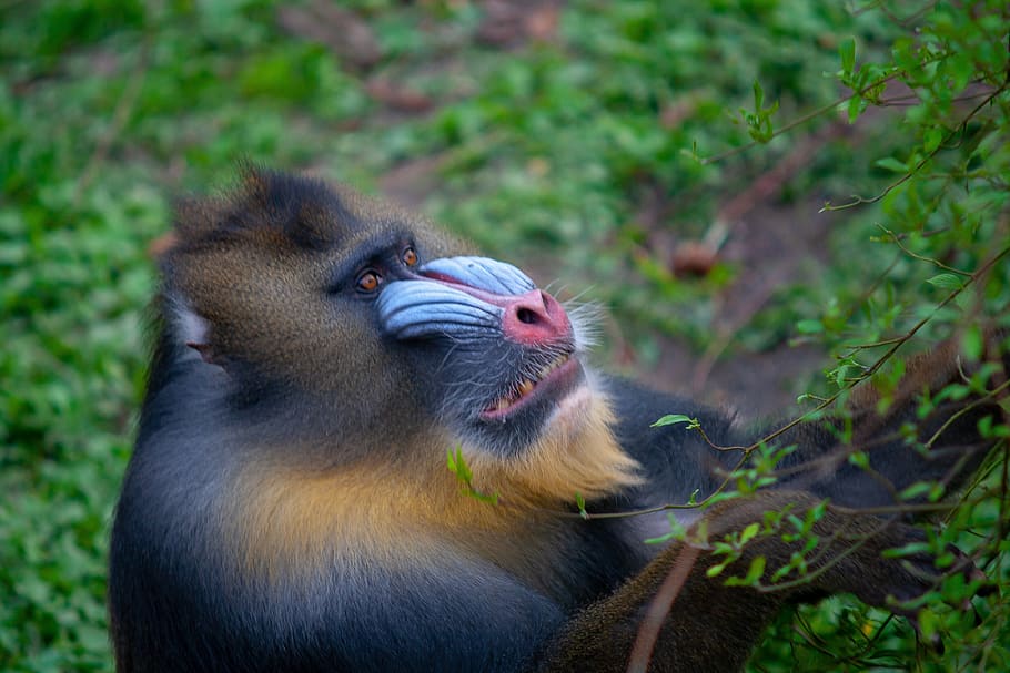 monkey, face, animal, zoo, eyes, animal themes, animal wildlife HD wallpaper