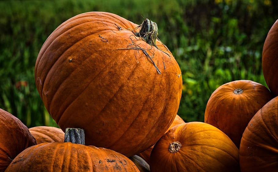 pumpkins, autumn, decoration, decorative squashes, harvest HD wallpaper