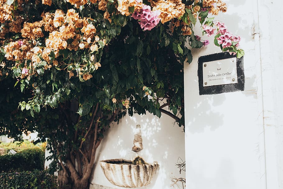 Tree With Brown Petaled Flowers Beside Building, architecture HD wallpaper