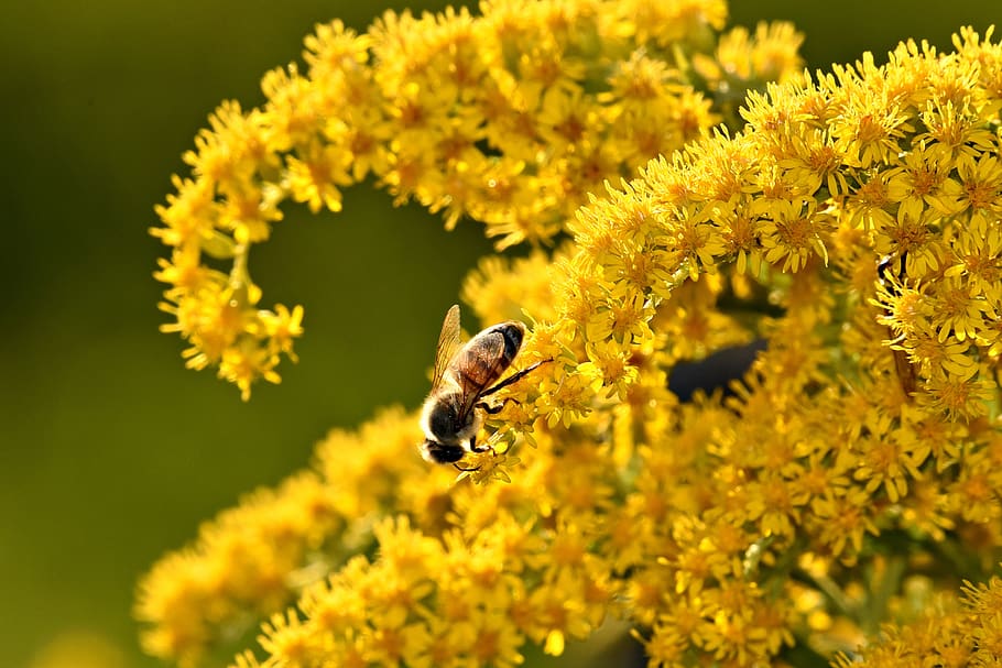 bee, insect, nectar, feeding, pollen, pollination, canadian goldenrod HD wallpaper