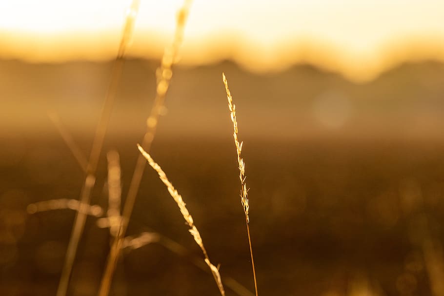 nature, grass, landscape, sunset, rest, field, still, evening HD wallpaper