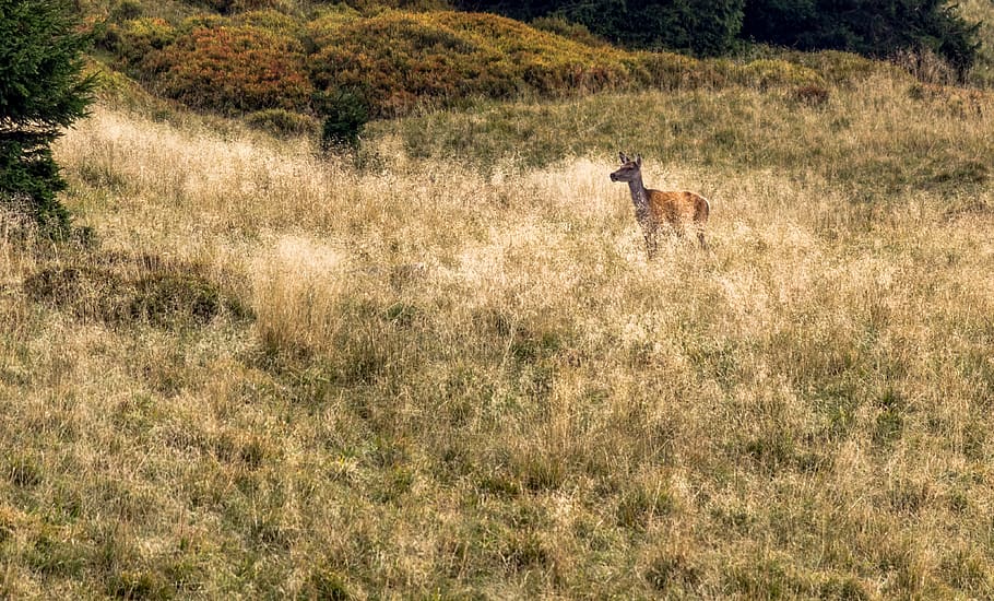 deer, grass, animals, animal themes, plant, one animal, field HD wallpaper