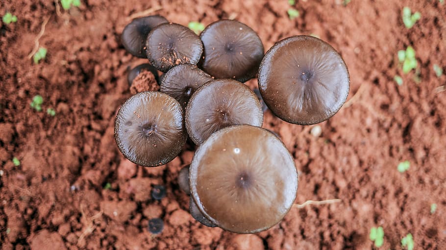 brown mushroom, food, food and drink, freshness, close-up, field HD wallpaper