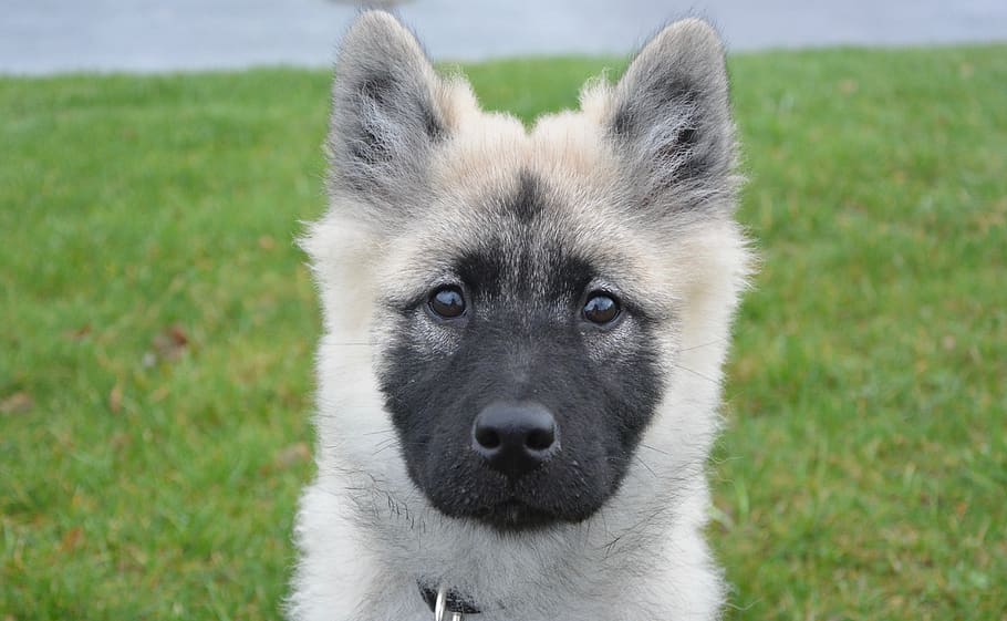 dog, pup, eurasier, bitch nova, canine, female eurasier, mammal HD wallpaper