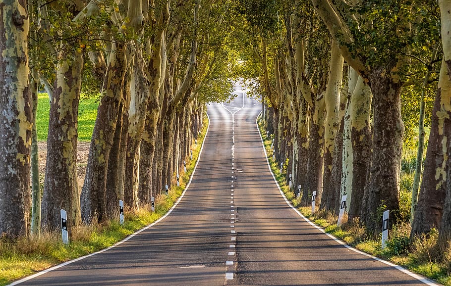 avenue, road, trees, landscape, nature, forest, asphalt, the way forward HD wallpaper
