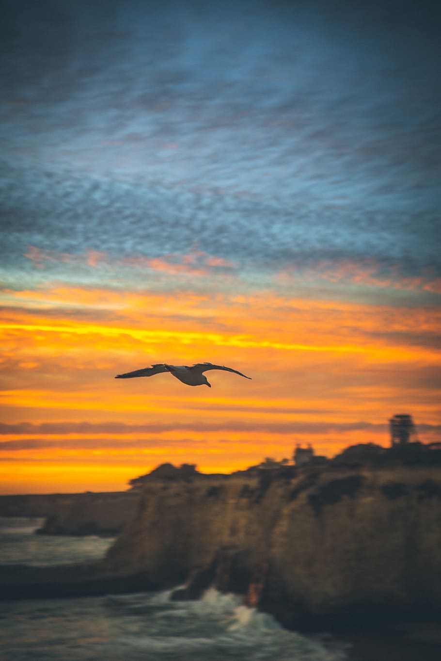 flying bird under golden hour, red sky, dawn, dusk, sunset, sunrise, HD wallpaper