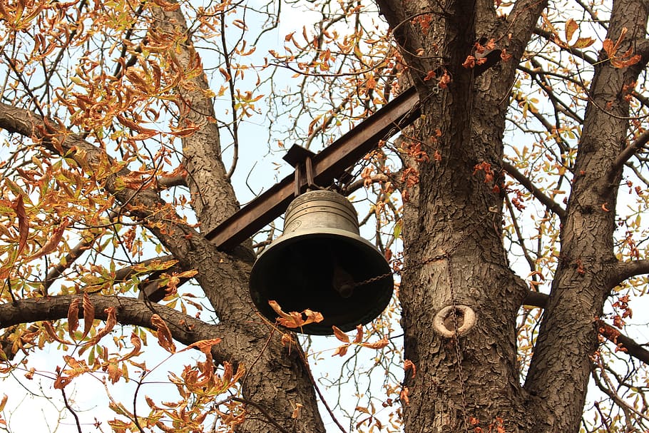 bell, tree, leaves, plant, low angle view, branch, hanging HD wallpaper