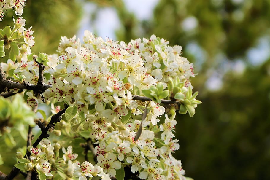 flower, tree, branch, spring, nature, blooming, white, plant HD wallpaper