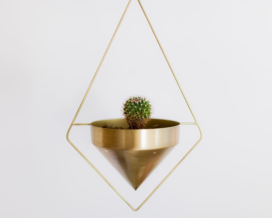 Selective Focus Photography of Cactus Plant, container, decor HD wallpaper