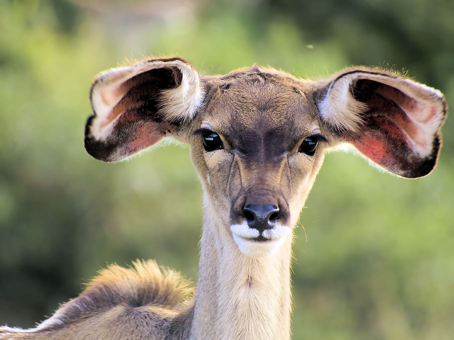 animal, kudu, young, face, ears, cute, wildlife, africa, one animal, HD wallpaper