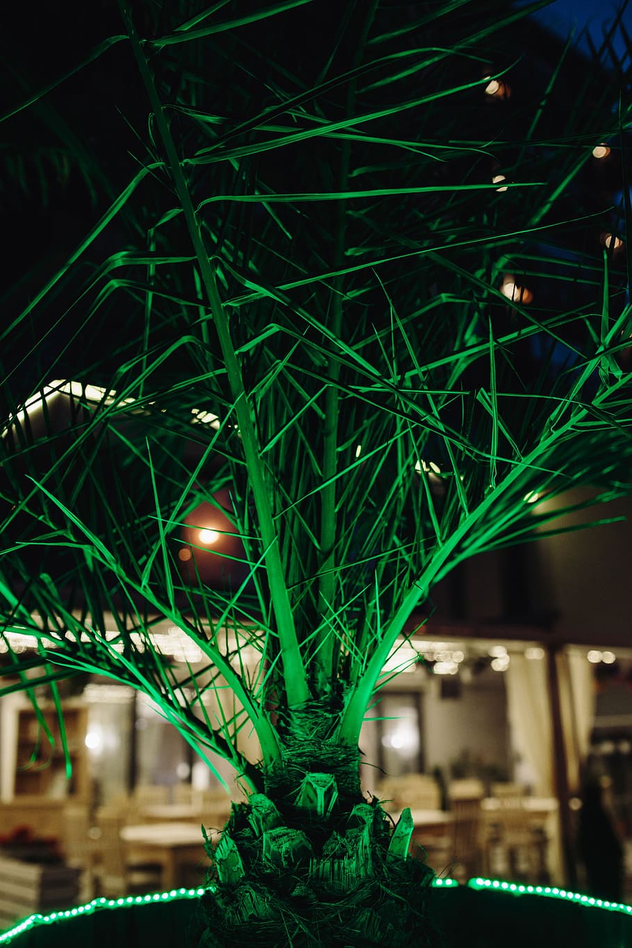 Illuminated palm trees, abstract, green, nature, leaf, leaves HD wallpaper