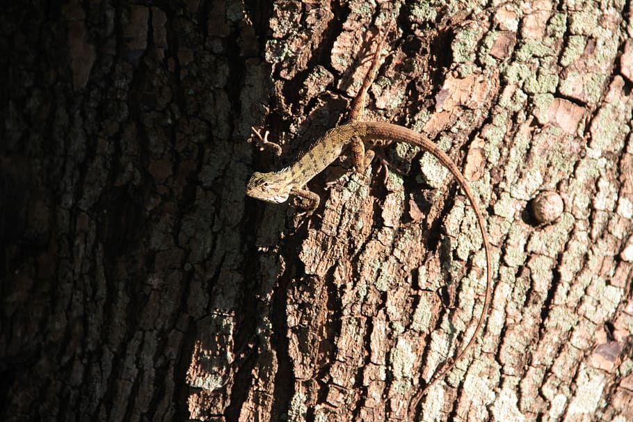 lizard, log, reptile, gecko, lizards, textured, tree trunk HD wallpaper