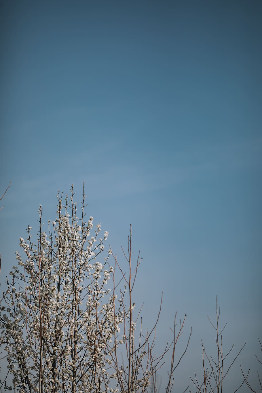 tree, white, blue, sky, flower, cherry, blossom, cherry tree HD wallpaper
