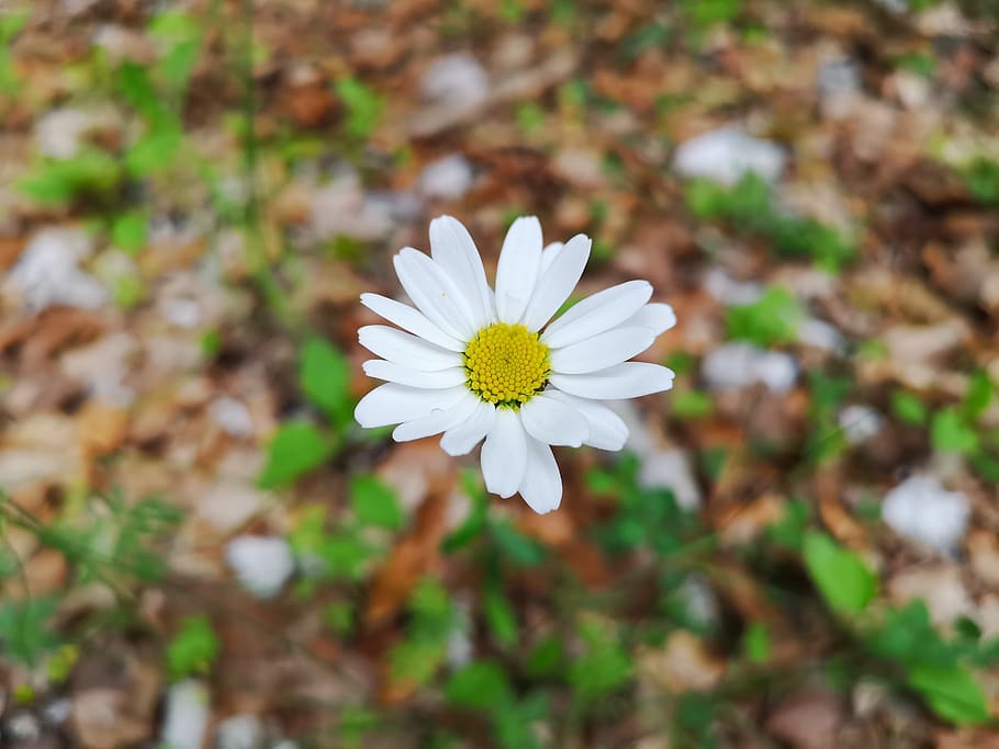white, margaret, spring, mountain, flowers, summer, flowering plant HD wallpaper