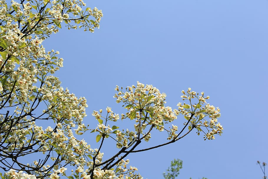 spring, flowers, tree, plant, low angle view, growth, sky, branch HD wallpaper