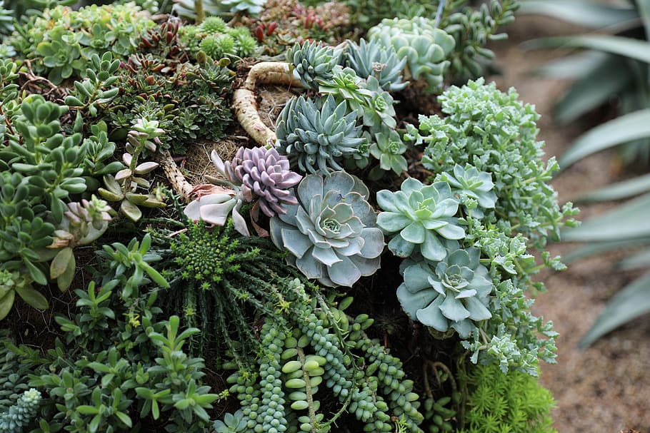 assorted-color succulens, plant, vase, potted plant, jar, pottery HD wallpaper