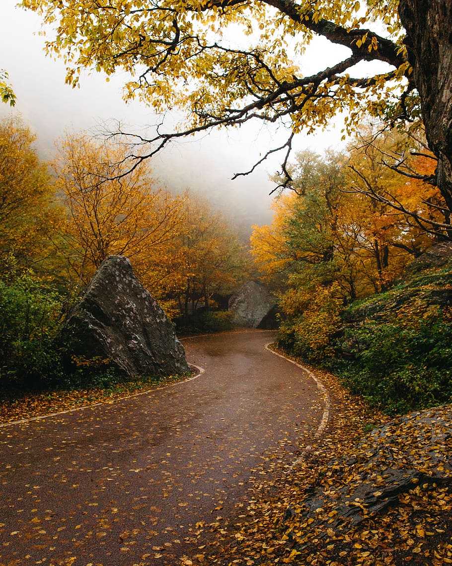 pathway surrounded by yellow-leafed trees, road, rock, foliage HD wallpaper