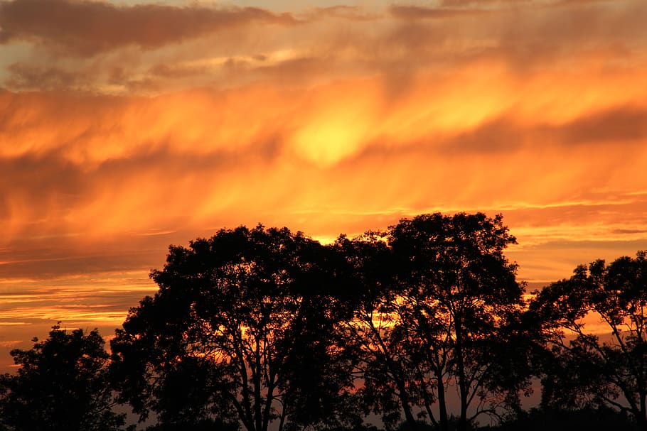 netherlands, trees, sunset, clouds, fire, beauty in nature HD wallpaper