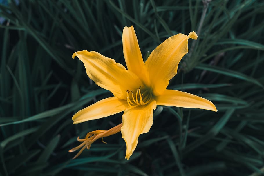 flower, nature, yellow, flowering plant, fragility, vulnerability HD wallpaper