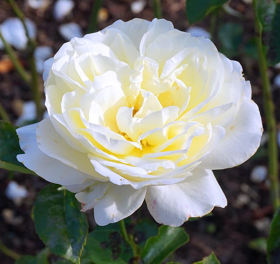 rose, white, blossom, bloom, rose flower, flowering plant, beauty in nature HD wallpaper