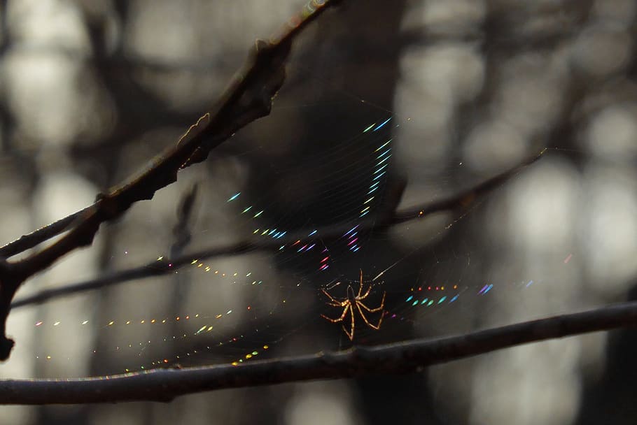 web, rainbow, spider, sunset, nature, colors, close-up, focus on foreground HD wallpaper