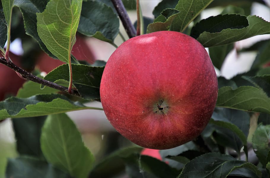 fruit, apple, sprig, foliage, nature, closeup, autumn, leaf HD wallpaper