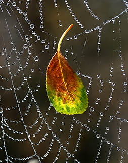 spider web, drops, dew, morning, autumn, water, wet, close-up HD wallpaper