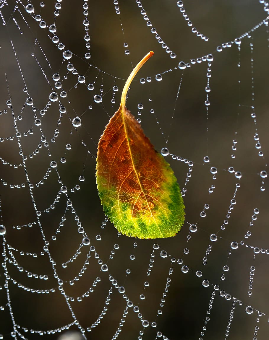 spider web, drops, dew, morning, autumn, water, wet, close-up HD wallpaper