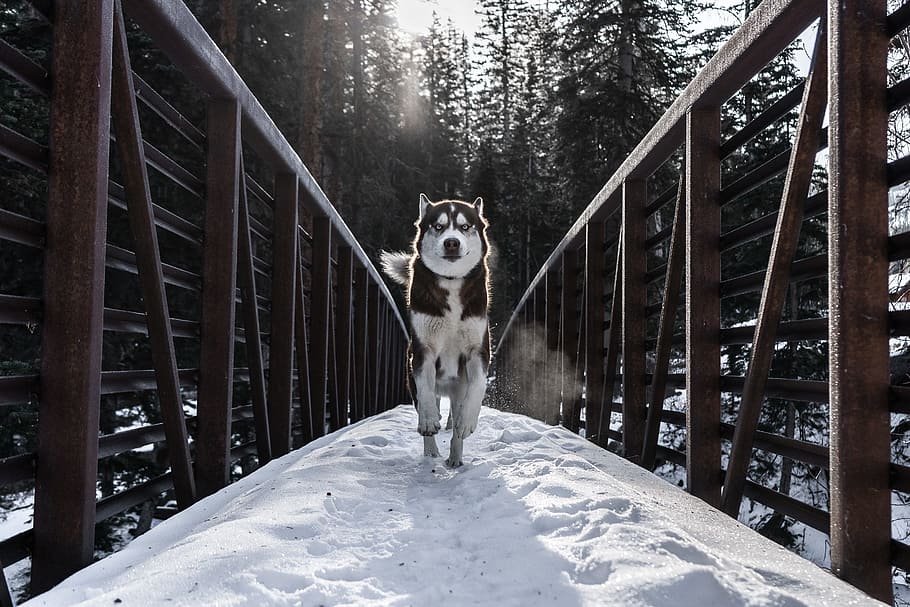 running dog in bridge, one animal, pets, domestic, animal themes HD wallpaper