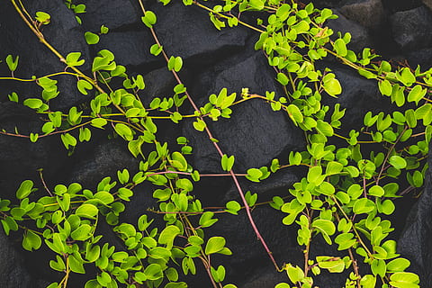 plant, leaf, vine, ivy, matte black, beach, aesthetic, colours HD wallpaper