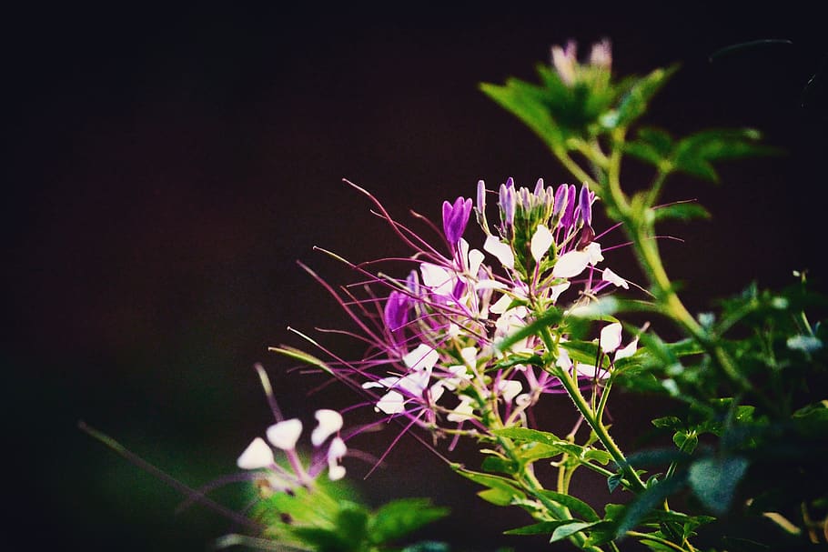 flower, flowering plant, vulnerability, fragility, freshness HD wallpaper