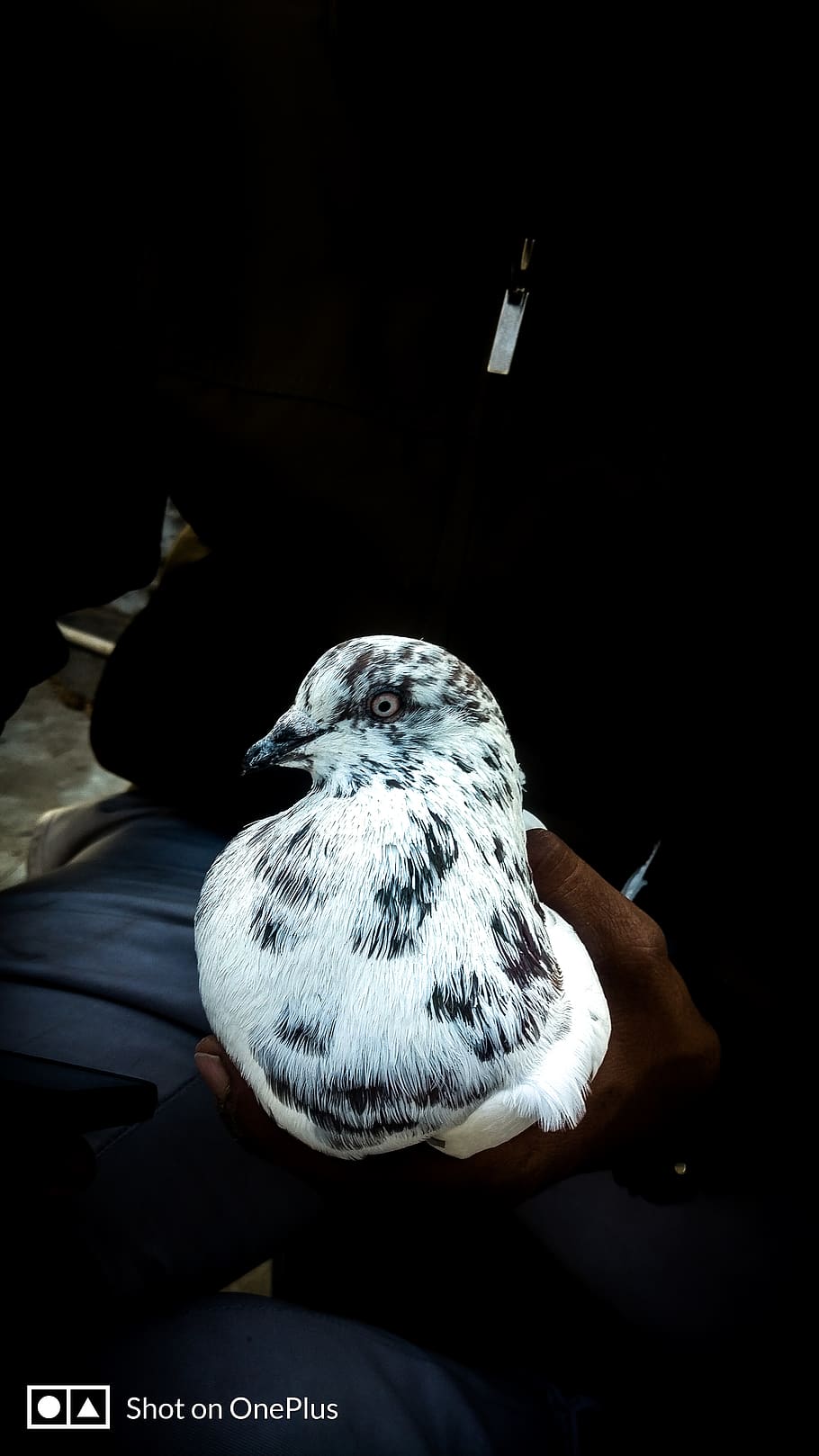 india, ahmedabad, pigeon, birds, vertebrate, one animal, animal wildlife