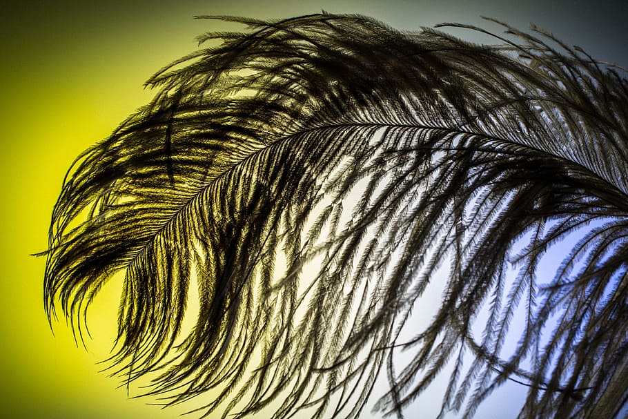 spring, strauss, bird, animal, wing, nature, feather, silk HD wallpaper
