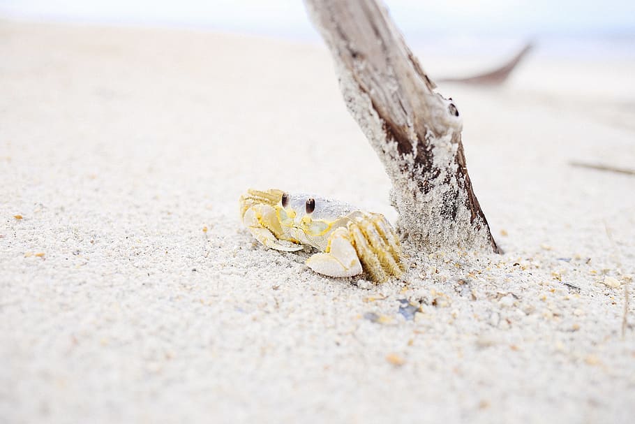 animals, crustaceans, crabs, shells, adorable, cute, sand, branch HD wallpaper