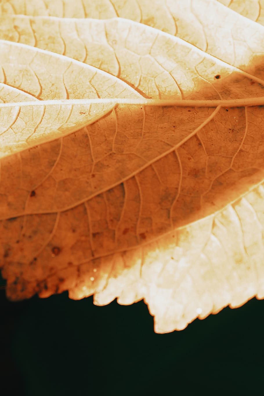 plant, leaf, veins, crystal, peel, maple leaf, medication, pill HD wallpaper