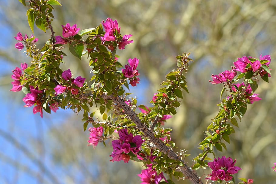 branch, flowers, pink, spring, tree, nature, colorful, violet HD wallpaper