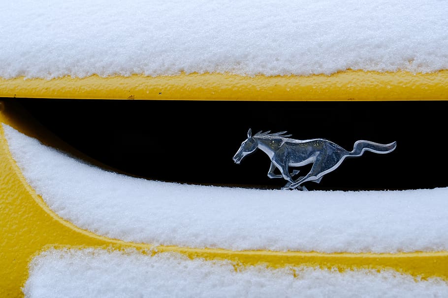 Ford Mustang emblem, snow, animal, reptile, dinosaur, outdoors, HD wallpaper