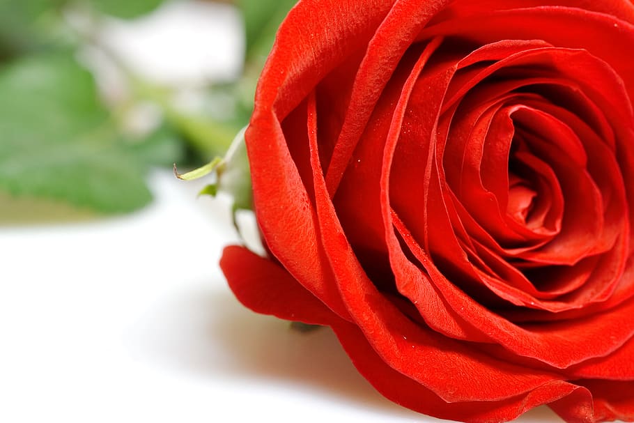 rose, red, white, flores, closeup, isolated, decoration, bud HD wallpaper