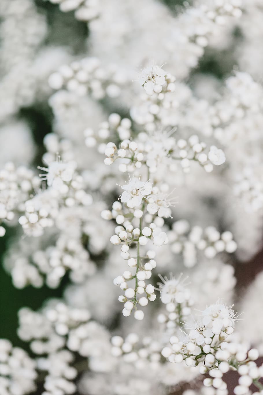 white flower on focus photography, plant, blossom, spring, petal, HD wallpaper