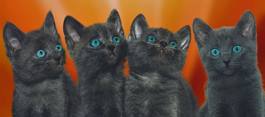 cat, four, young, grey, kitten, animal, cute, small, fluffy HD wallpaper