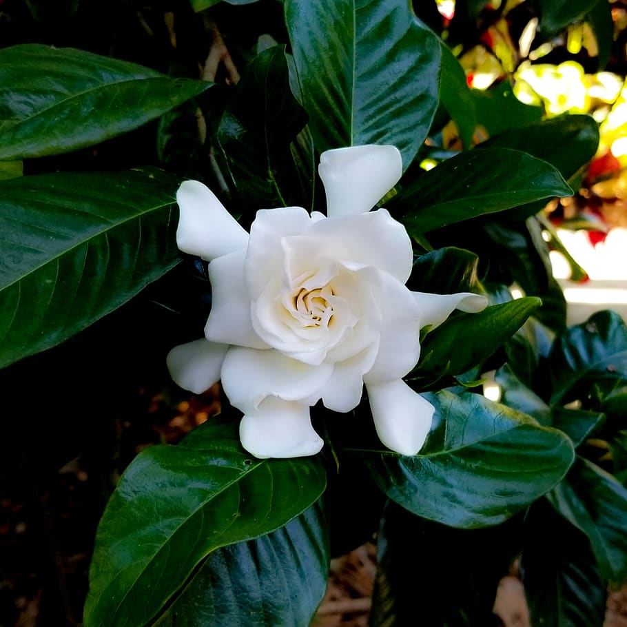 white petaled flower, leaf, plant part, growth, flowering plant HD wallpaper