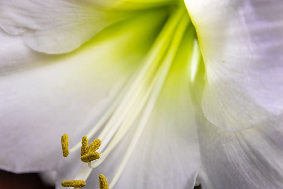 flower, blossom, bloom, green, white nahaufnhame, flora, nature HD wallpaper