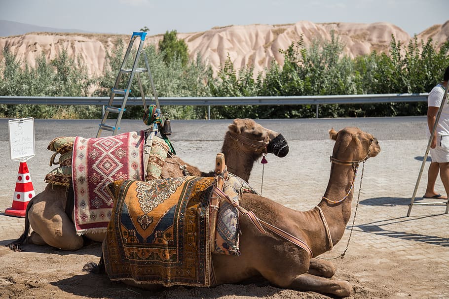 domestic, pets, animal themes, domestic animals, mammal, camel HD wallpaper