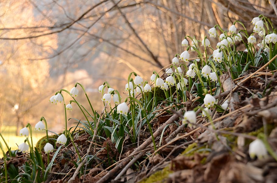 leucojum, snowflake, spring, bloom, fruehlingsknotenblume, spring flower HD wallpaper