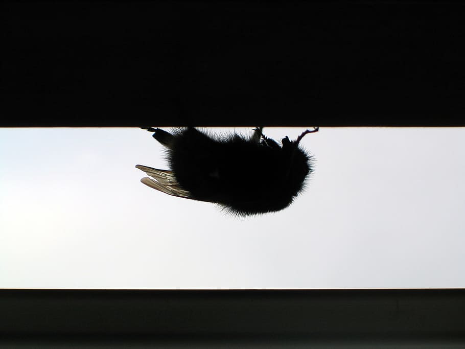 fly, allergic, insect, nature, animal, wild, one animal, animal themes HD wallpaper